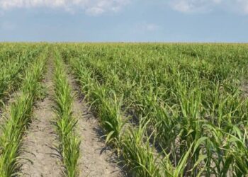 Proyecto de Sorgo Blanco en Tamaulipas
