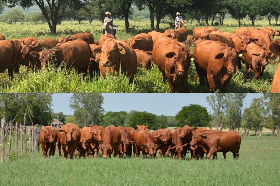 proyecto para producción de carne en Tamaulipas