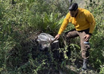 salud de los bosques en tamaulipas