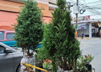 venta de pinos navideños Ciudad Victoria