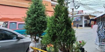 venta de pinos navideños Ciudad Victoria