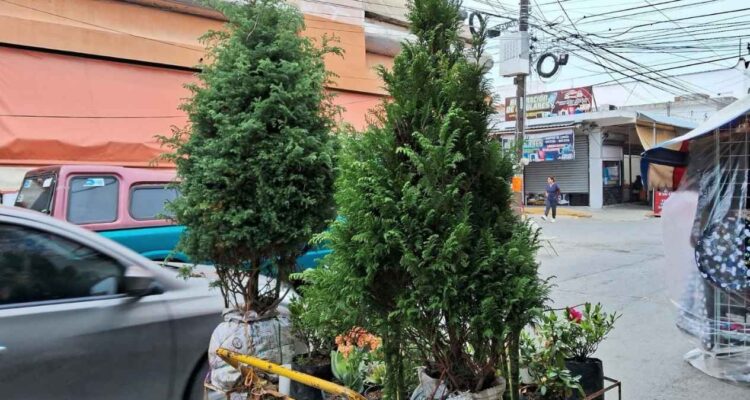 venta de pinos navideños Ciudad Victoria