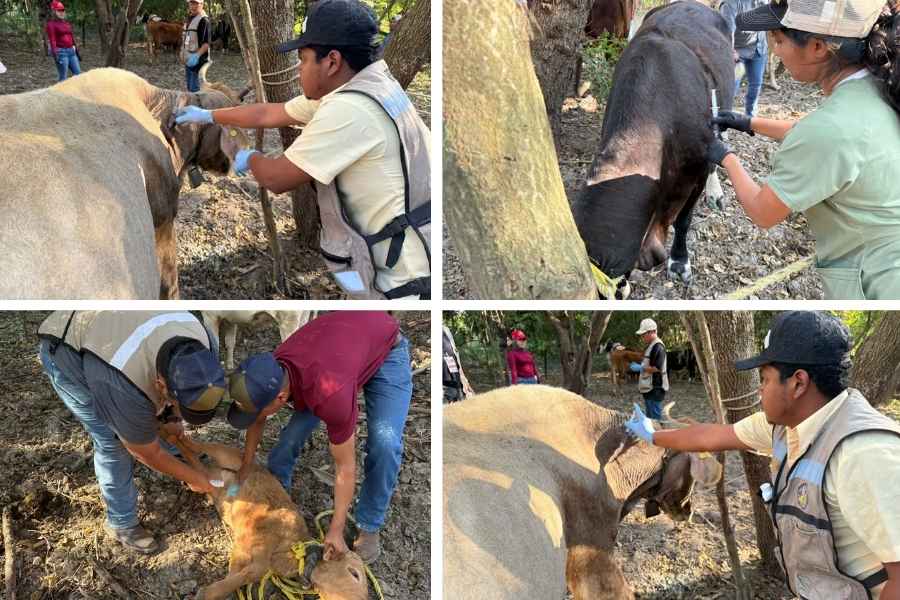 Acción inmediata y coordinación interinstitucional ante caso de GBG en Tamaulipas