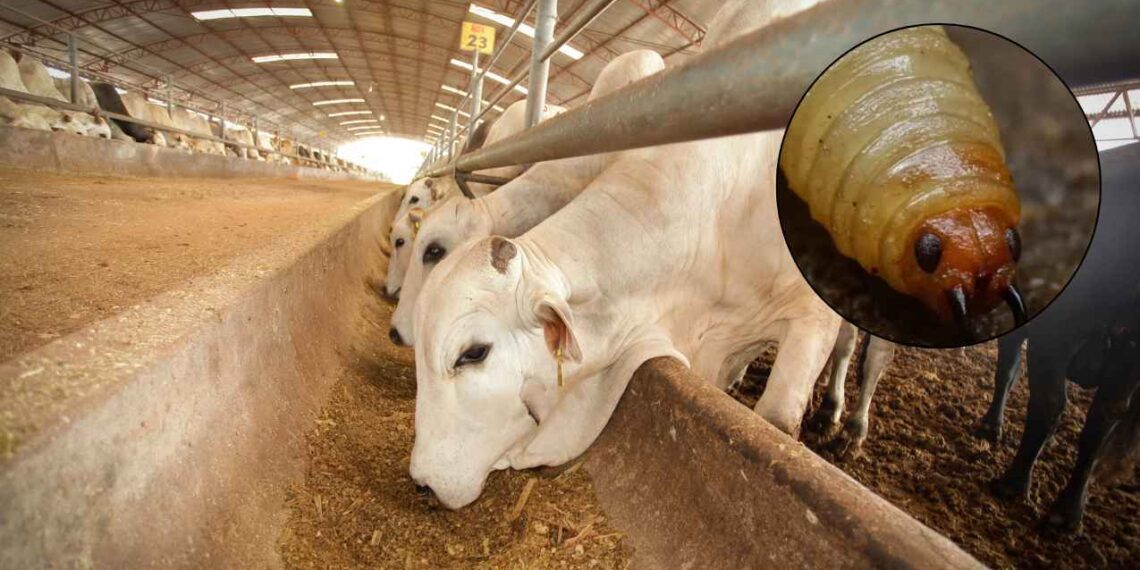 Activan emergencia nacional de sanidad para prevenir la entrada y diseminación del gusano barrenador en México