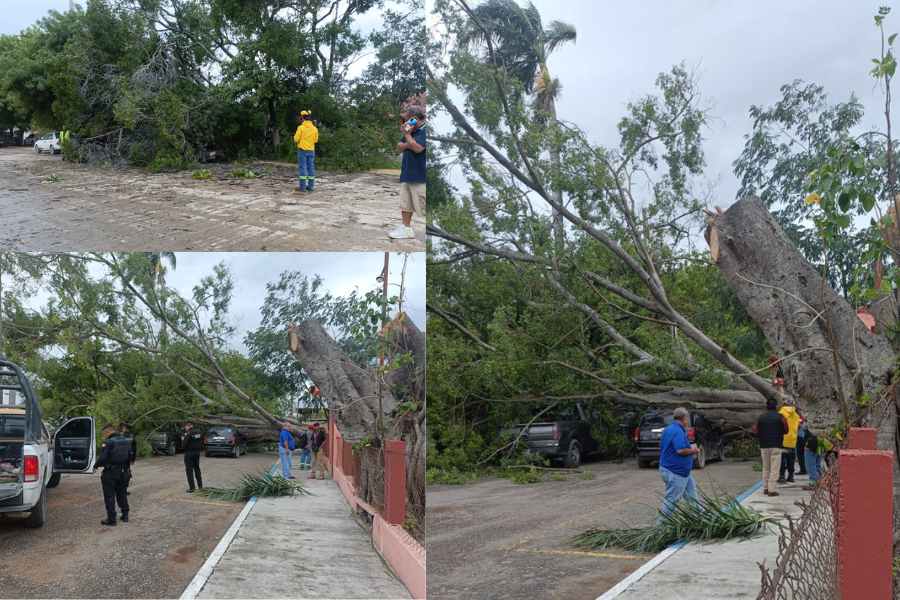 Árbol cae en El Mante (1)