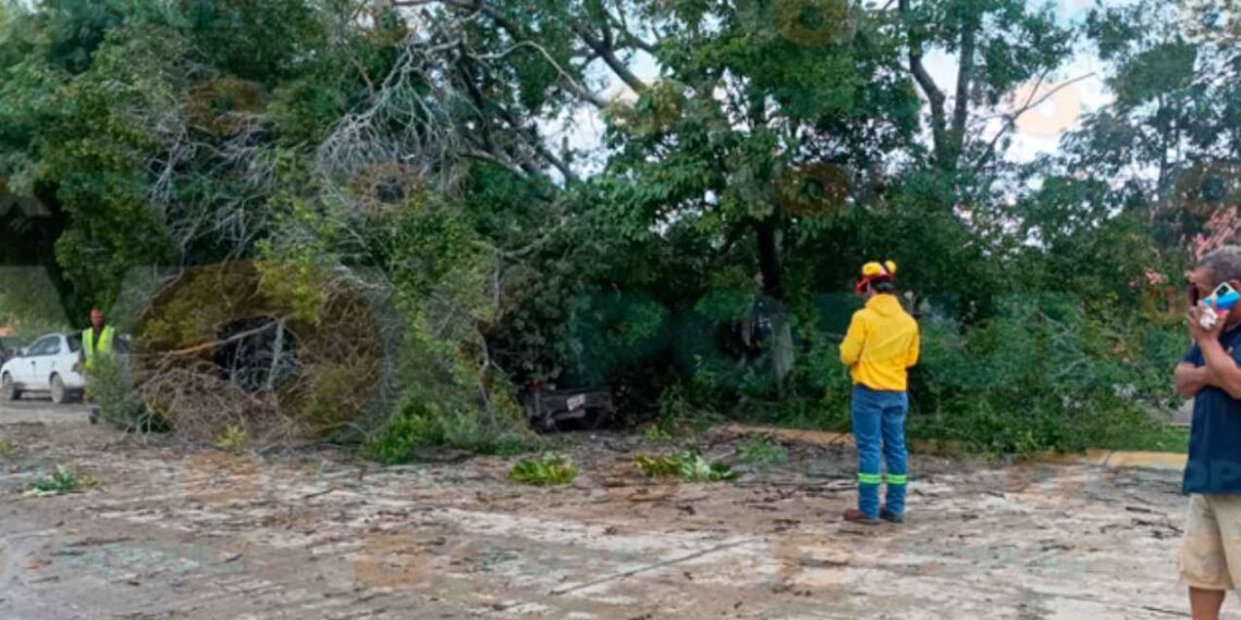Árbol cae en El Mante