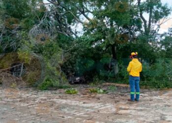 Árbol cae en El Mante