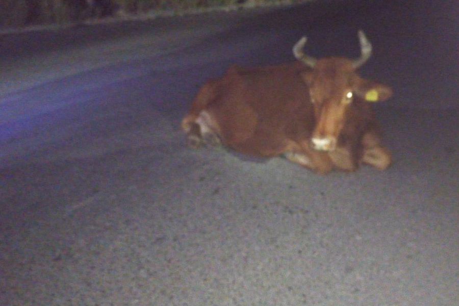 Atropellan a vaca en la Avenida Marte R. Gómez, en Matamoros, Tamaulipas