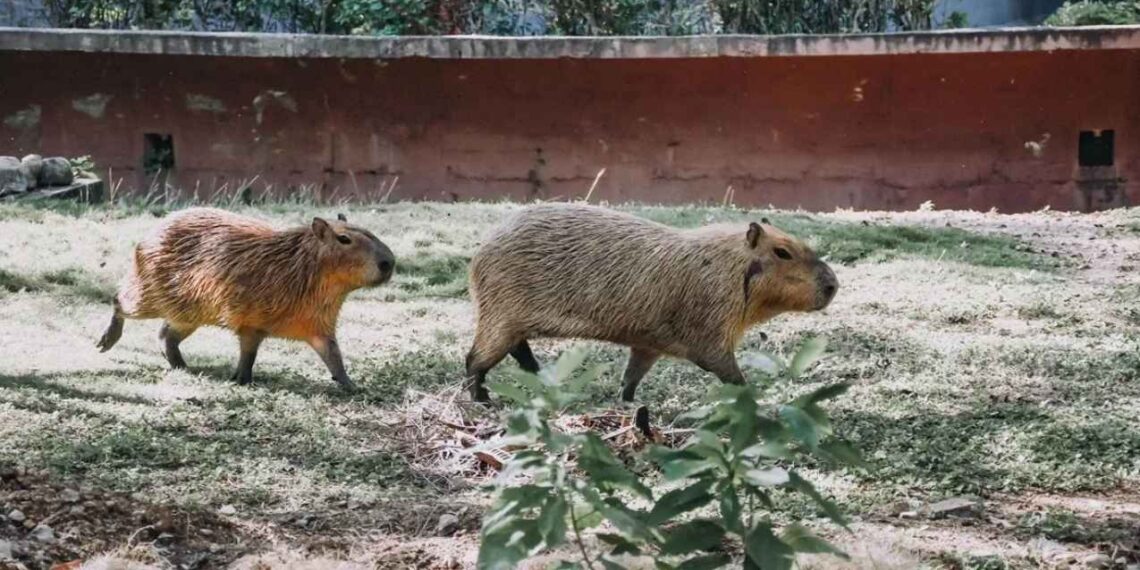 Fallece capibara recién llegado al Zoológico de Tamatán en Ciudad Victoria, Tamaulipas.