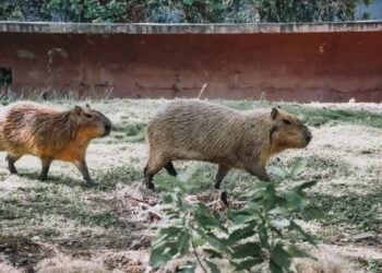 Fallece capibara recién llegado al Zoológico de Tamatán en Ciudad Victoria, Tamaulipas.