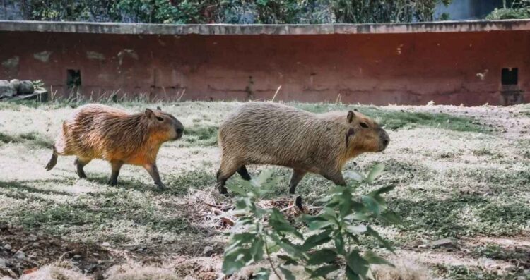 Fallece capibara recién llegado al Zoológico de Tamatán en Ciudad Victoria, Tamaulipas.