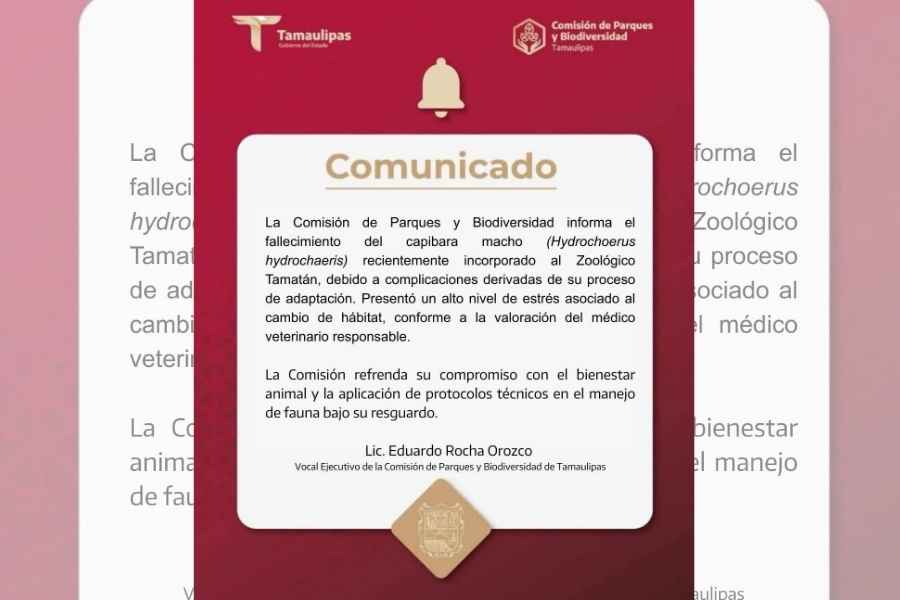 Fallece capibara recién llegado al Zoológico de Tamatán en Ciudad Victoria, Tamaulipas.