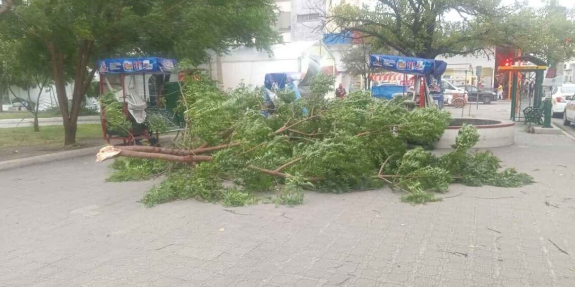 Fuertes vientos en Victoria