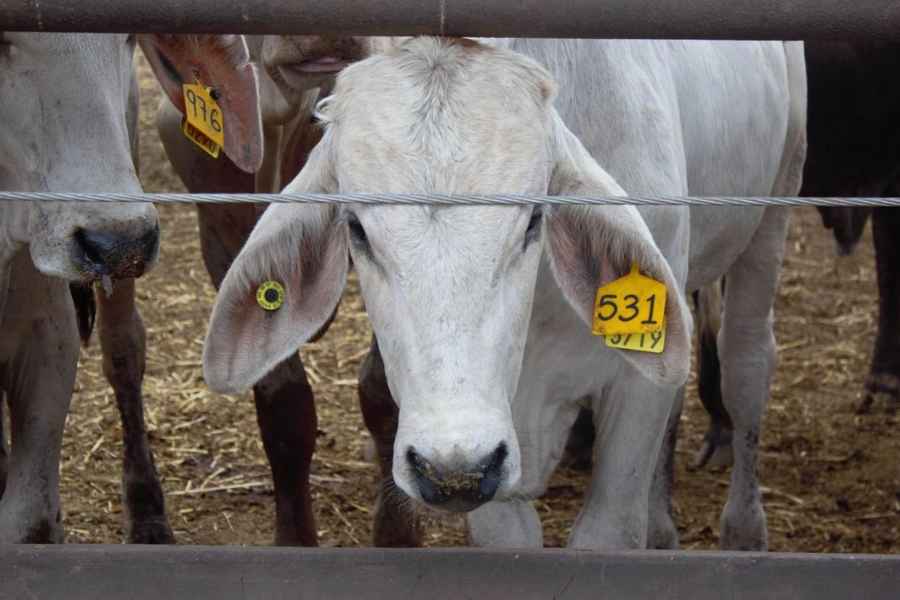Ganaderos alertan sobrerregulación durante medidas contra el gusano barrenador