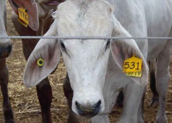 Ganaderos alertan sobrerregulación durante medidas contra el gusano barrenador