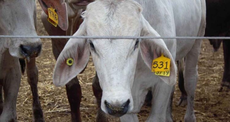 Ganaderos alertan sobrerregulación durante medidas contra el gusano barrenador