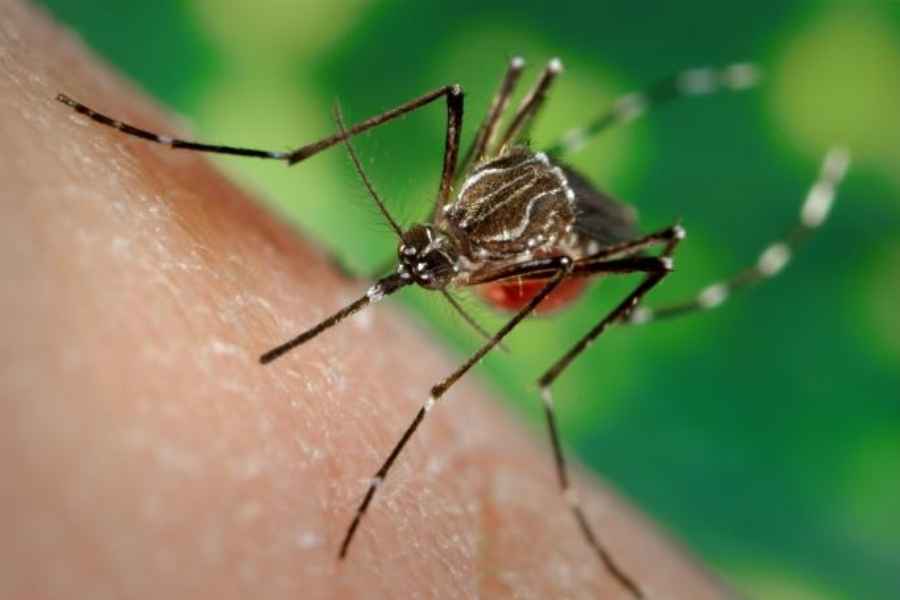 México enfrenta un aumento en los casos de fiebre Chikungunya