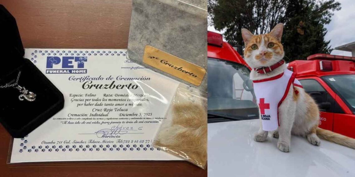 Muere Cruzberto, el gatito voluntario de Cruz Roja Toluca