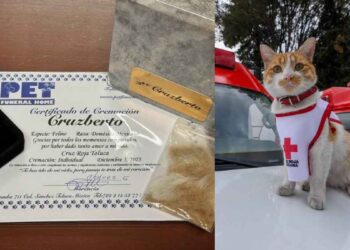 Muere Cruzberto, el gatito voluntario de Cruz Roja Toluca