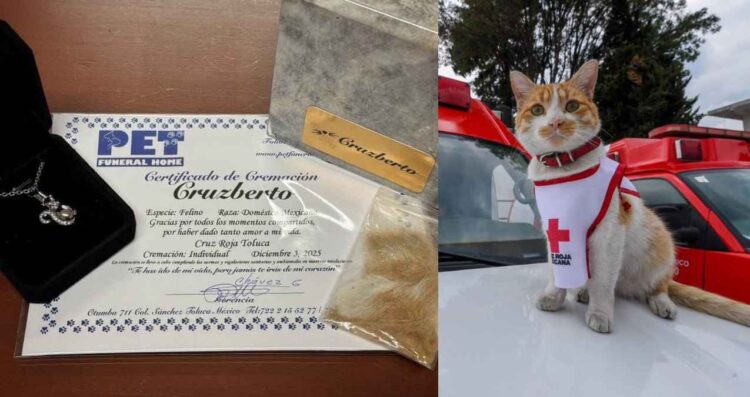 Muere Cruzberto, el gatito voluntario de Cruz Roja Toluca