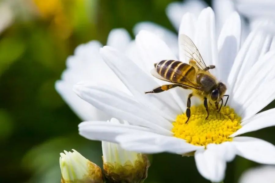 Polinización cae a niveles críticos en Tamaulipas, alerta estudio del INEGI