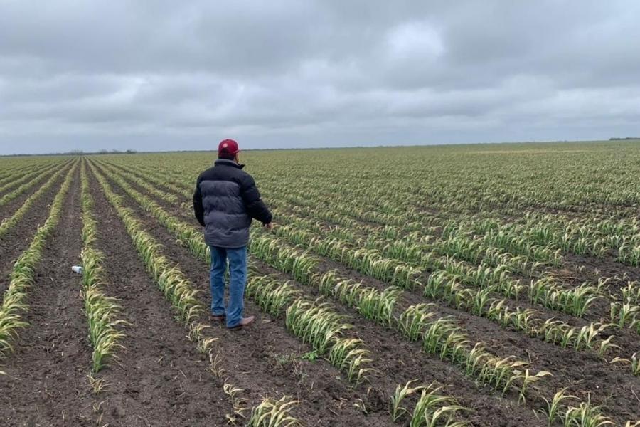 Productores de Tamaulipas celebran cosechas exitosas, pero enfrentan dificultades económicas por precios bajos