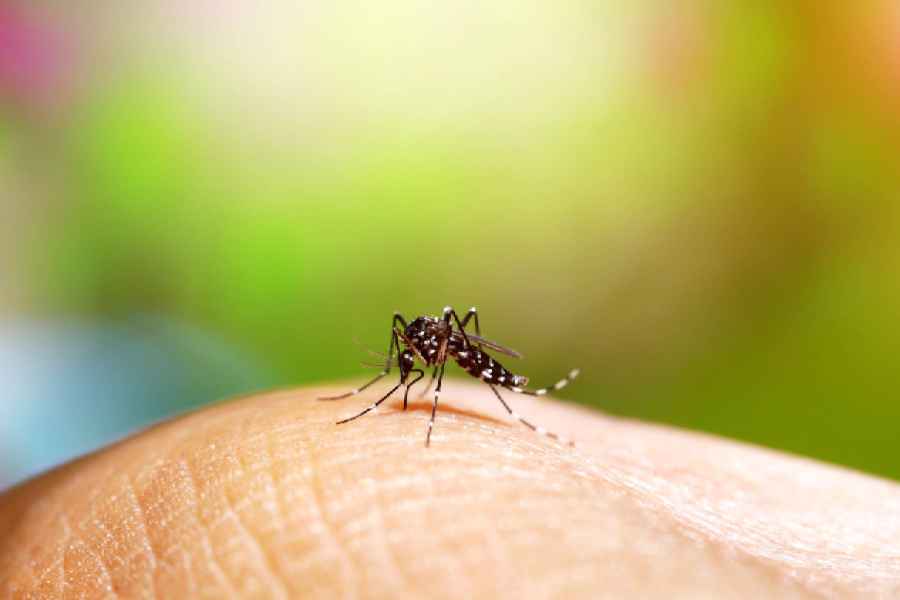 Reportan mil 054 nuevos casos de dengue en México