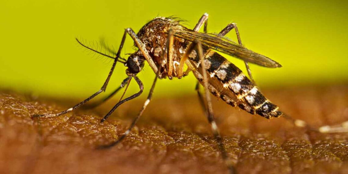 Reportan mil 054 nuevos casos de dengue en México