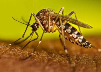 Reportan mil 054 nuevos casos de dengue en México