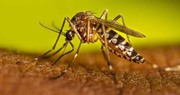 Reportan mil 054 nuevos casos de dengue en México