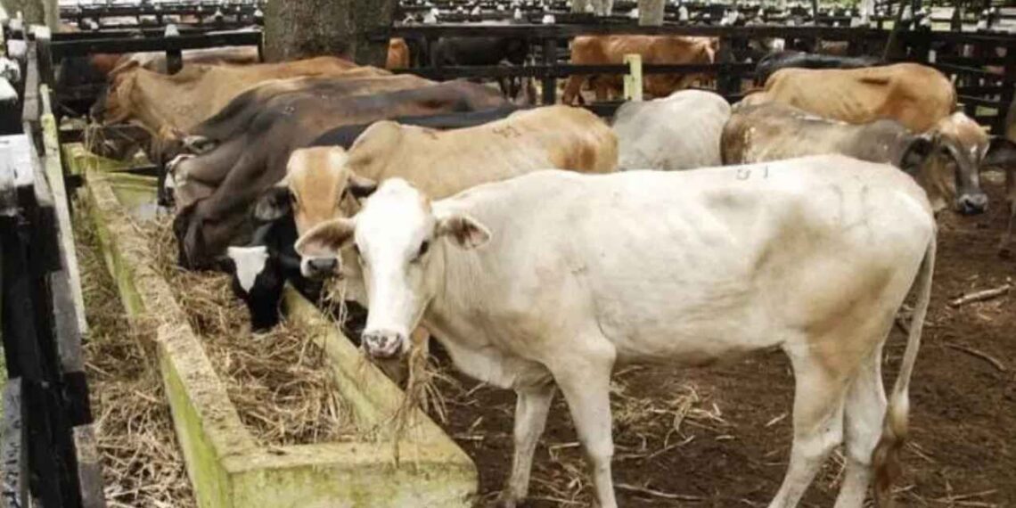 Se reporta el primer caso de gusano barrenador en el estado de Tamaulipas