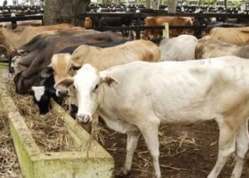 Se reporta el primer caso de gusano barrenador en el estado de Tamaulipas