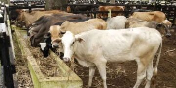 Se reporta el primer caso de gusano barrenador en el estado de Tamaulipas