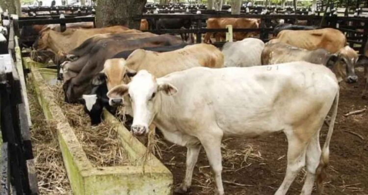 Se reporta el primer caso de gusano barrenador en el estado de Tamaulipas