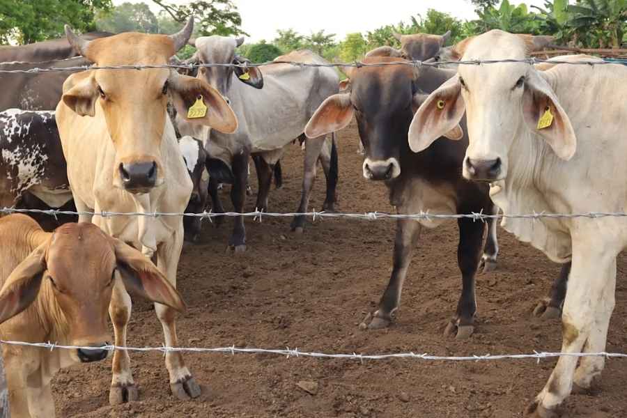 Se reporta el primer caso de gusano barrenador en el estado de Tamaulipas