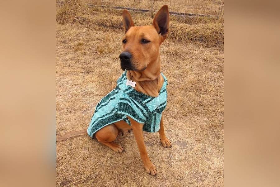 abrigar mascotas por frío