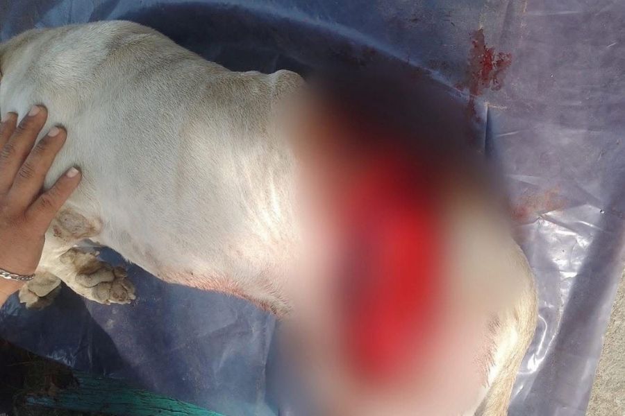 agresión contra perro ciudad madero