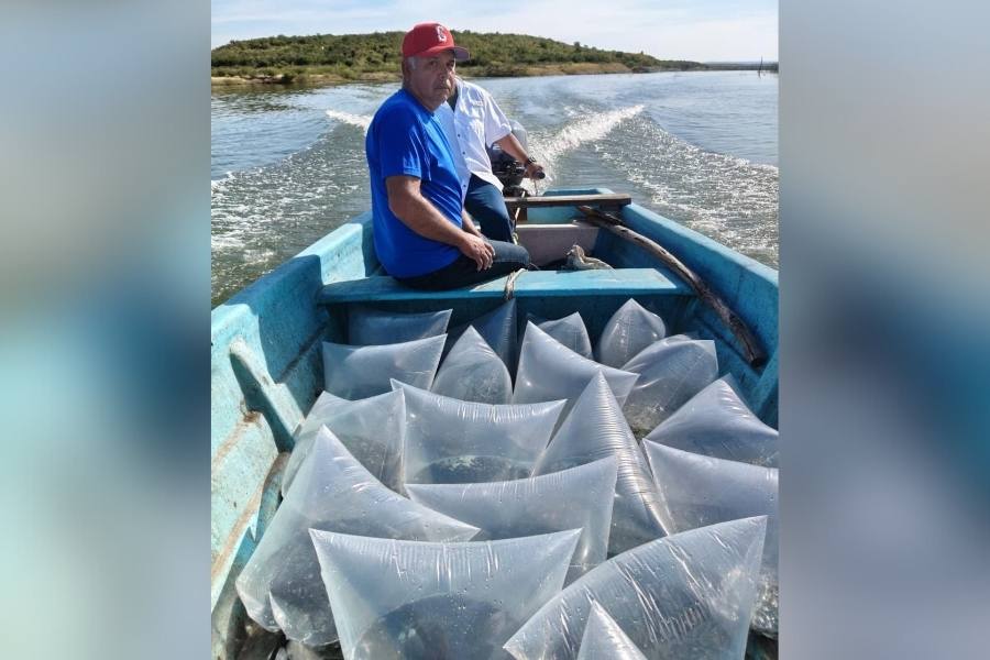 alevines de tilapia en presas de tamaulipas