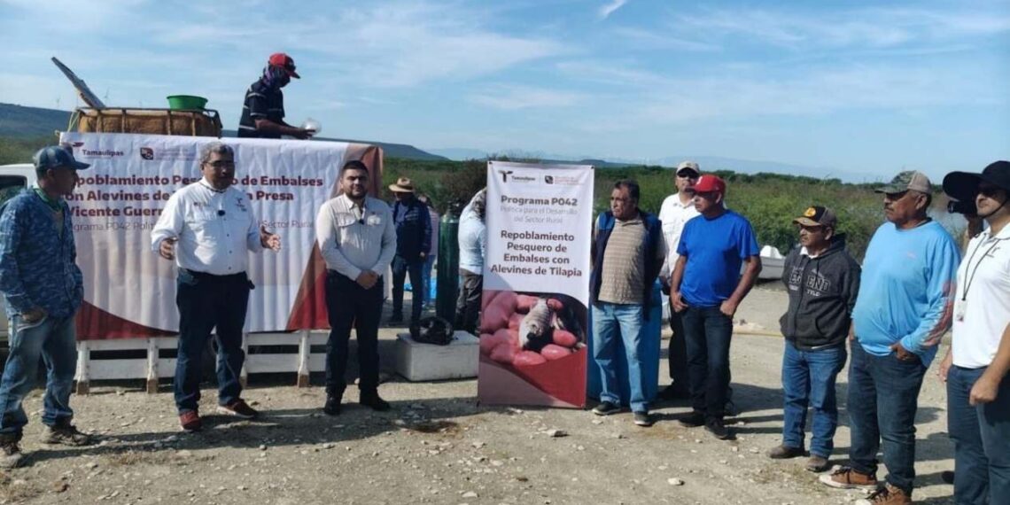 alevines de tilapia en presas de tamaulipas