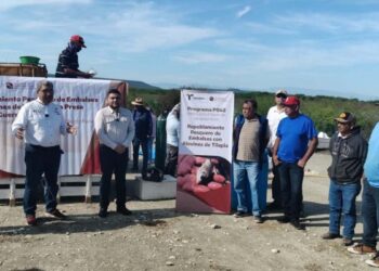 alevines de tilapia en presas de tamaulipas