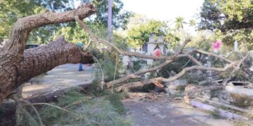 caída de árbol en panteón de Tampico