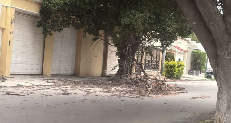 caída de árboles en Ciudad Victoria