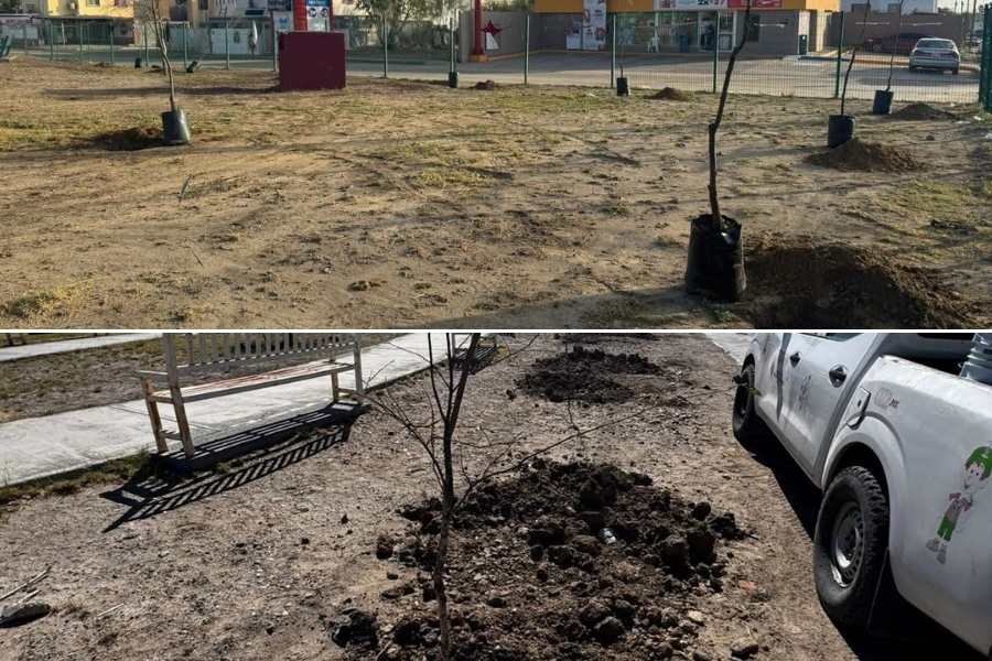 campaña de reforestación 2025 en nuevo laredo