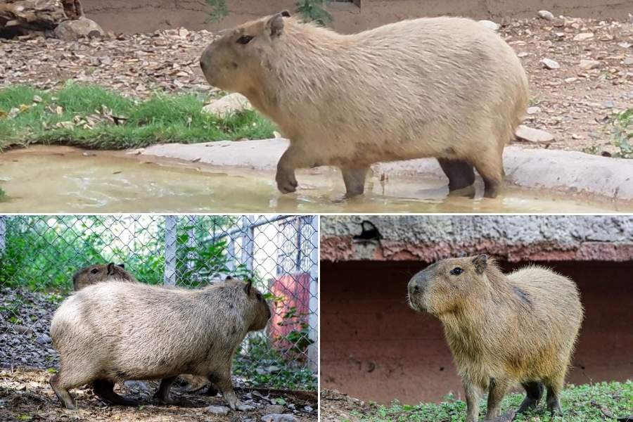 capibaras en el Zoológico Tamatán