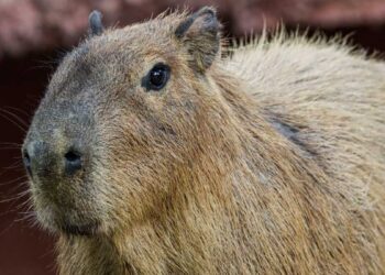 capibaras en el Zoológico Tamatán