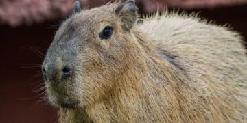 capibaras en el Zoológico Tamatán