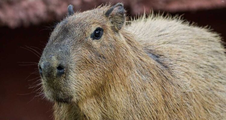 capibaras en el Zoológico Tamatán