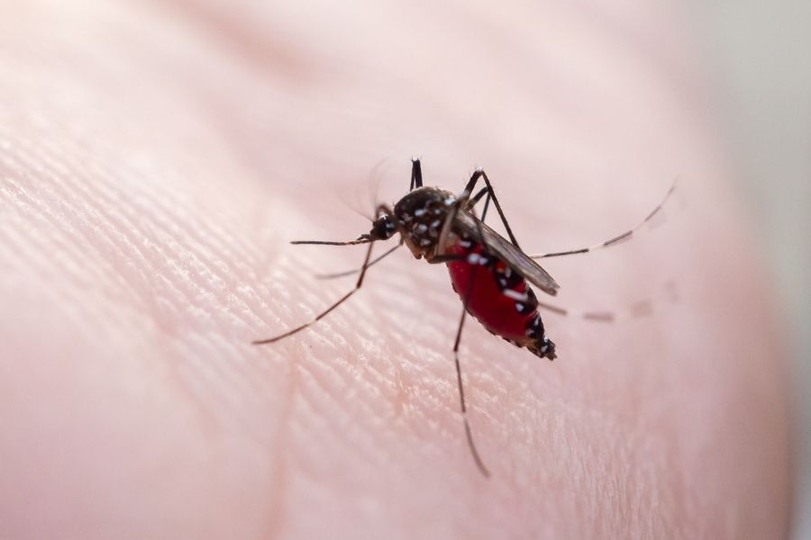 chikungunya México
