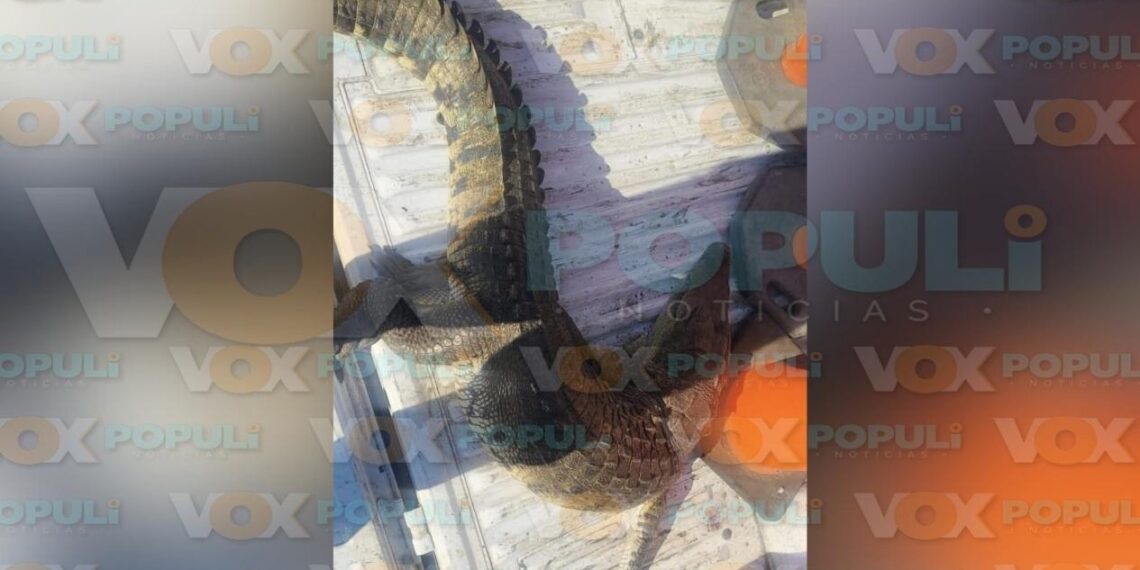 cocodrilo atropellado en Altamira