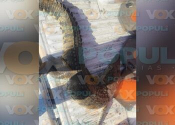 cocodrilo atropellado en Altamira